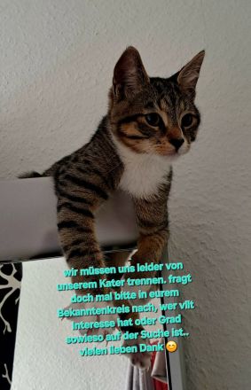 Milo sucht liebevolles Zuhause