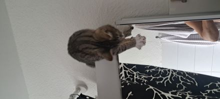 Milo sucht liebevolles Zuhause