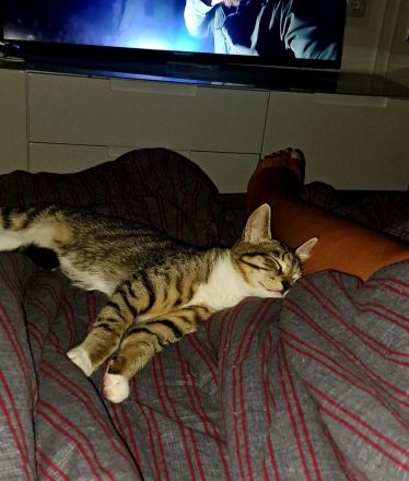 Milo sucht liebevolles Zuhause