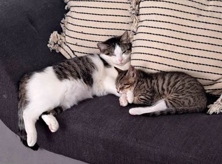 Milo sucht liebevolles Zuhause