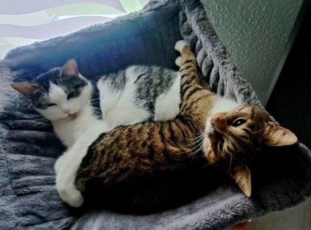 Milo sucht liebevolles Zuhause