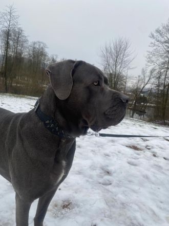 Cane Corso Deckrüde