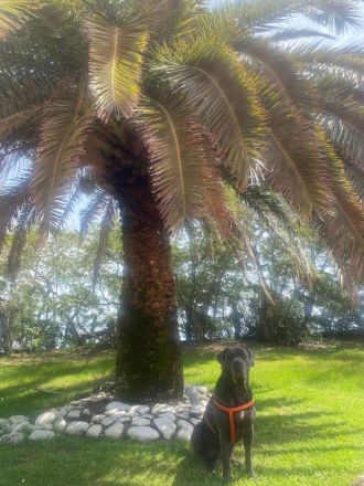 Cane Corso Deckrüde