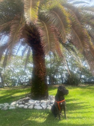 Cane Corso Deckrüde
