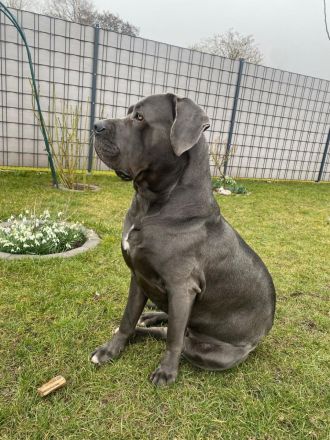 Cane Corso Deckrüde