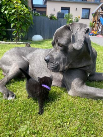 Cane Corso Deckrüde