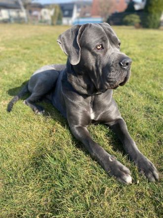 Cane Corso Deckrüde