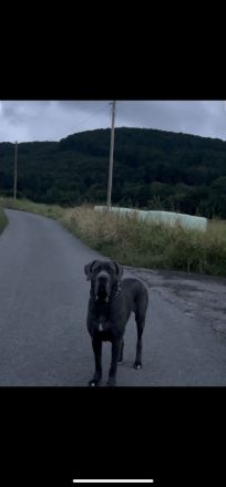 Cane Corso Deckrüde