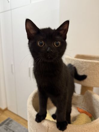 4 süße BKH Kitten suchen ein neues Zuhause