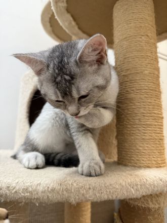 4 süße BKH Kitten suchen ein neues Zuhause