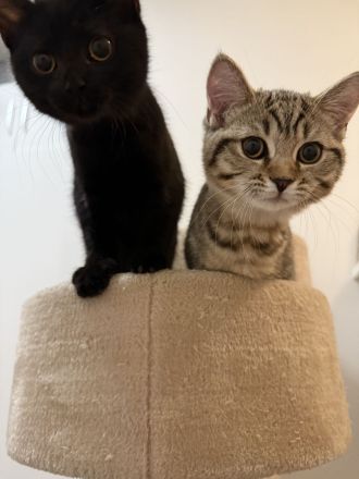 4 süße BKH Kitten suchen ein neues Zuhause