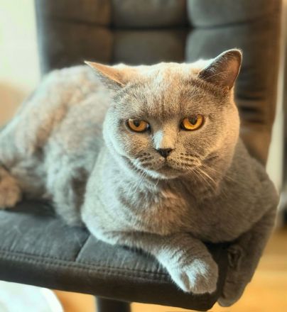 4 süße BKH Kitten suchen ein neues Zuhause