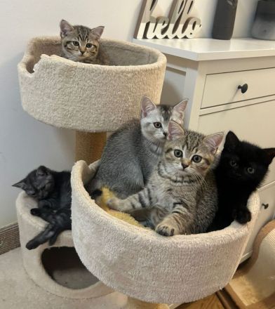 4 süße BKH Kitten suchen ein neues Zuhause
