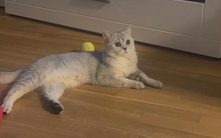 4 süße BKH Kitten suchen ein neues Zuhause