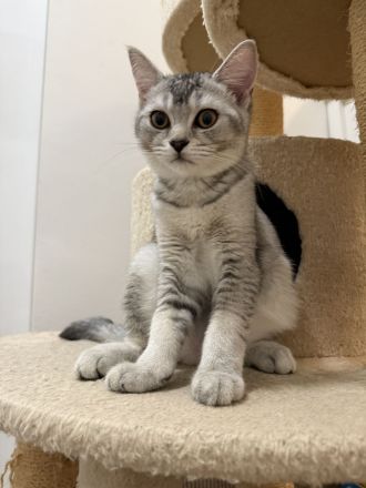 4 süße BKH Kitten suchen ein neues Zuhause