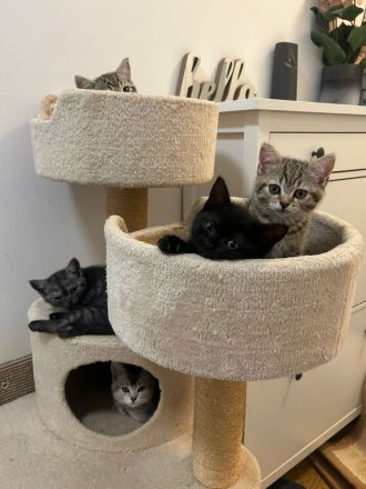 4 süße BKH Kitten suchen ein neues Zuhause