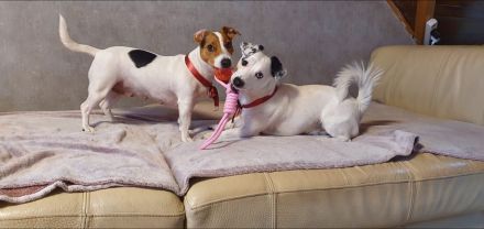 Jack Russell Terrier Welpen – verspielt & gesund – abzugeben