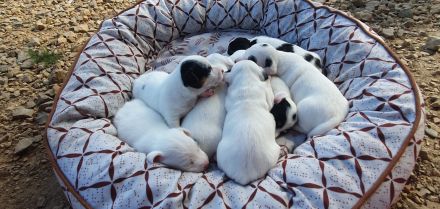 Jack Russell Terrier Welpen – verspielt & gesund – abzugeben