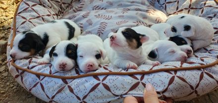 Jack Russell Terrier Welpen – verspielt & gesund – abzugeben