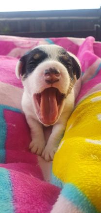 Jack Russell Terrier Welpen – verspielt & gesund – abzugeben