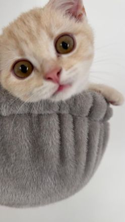 Britisch Kurzhaar Kitten – männlich