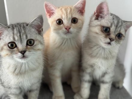 Britisch Kurzhaar Kitten – männlich