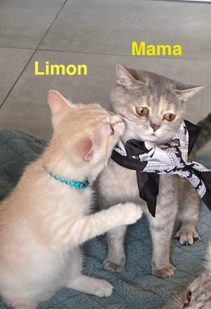 Britisch Kurzhaar Kitten – männlich