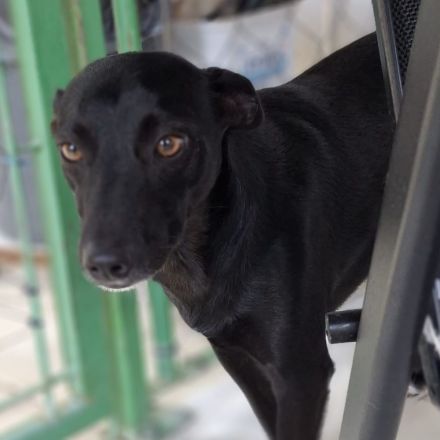 Hündin Lola / kastriert / derzeit noch in Griechenland / reserviert