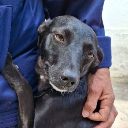 Hündin Lola / kastriert / derzeit noch in Griechenland / reserviert