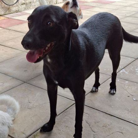 Hündin Lola / kastriert / derzeit noch in Griechenland / reserviert