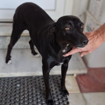 Hündin Lola / kastriert / derzeit noch in Griechenland / reserviert