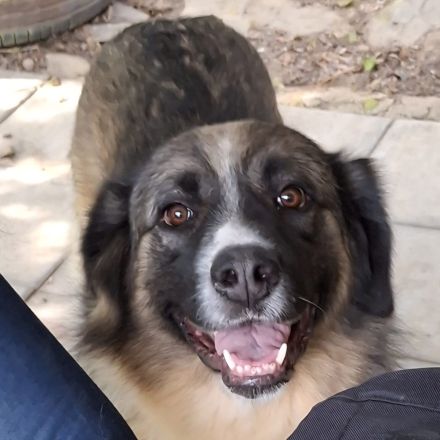 Hündin Darla / derzeit noch in Griechenland