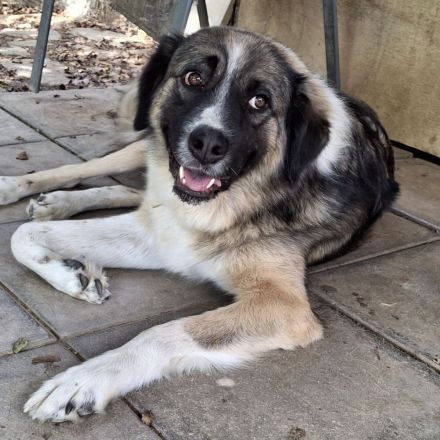 Hündin Darla / derzeit noch in Griechenland