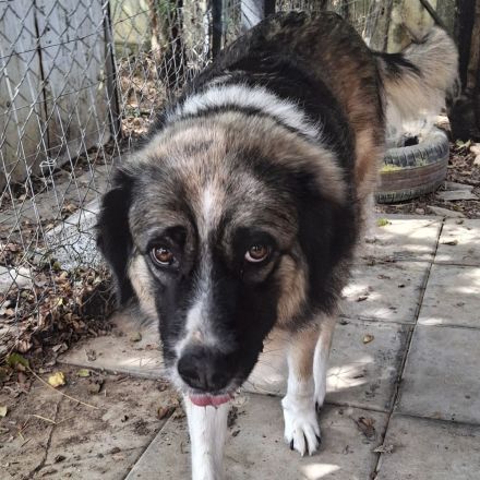 Hündin Darla / derzeit noch in Griechenland