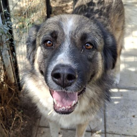 Hündin Darla / derzeit noch in Griechenland