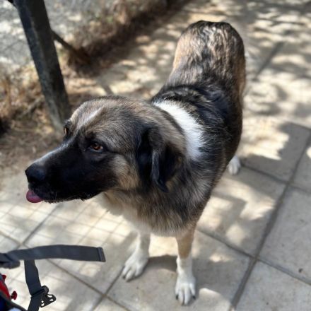 Hündin Darla / derzeit noch in Griechenland