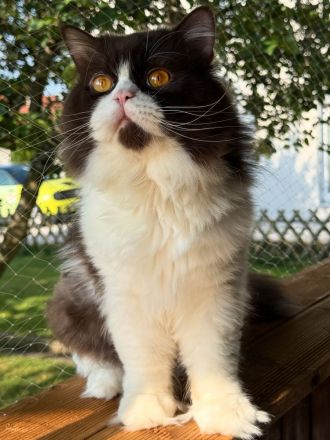 Deckkater Britisch Langhaar Chocolate-White