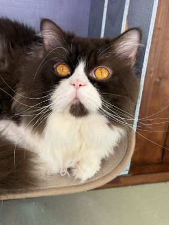 Deckkater Britisch Langhaar Chocolate-White