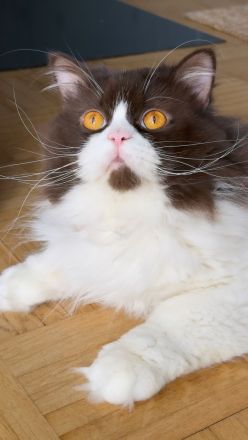 Deckkater Britisch Langhaar Chocolate-White