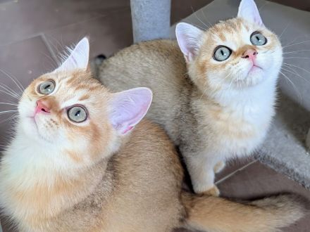 BKH Kitten gold und edel mit Stammbaum