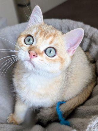 BKH Kitten gold und edel mit Stammbaum