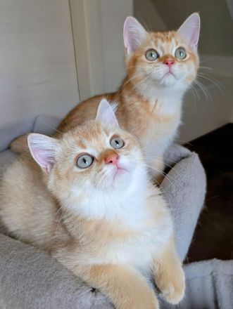 BKH Kitten gold und edel mit Stammbaum