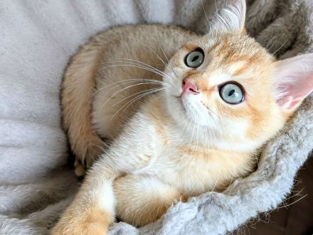 BKH Kitten gold und edel mit Stammbaum