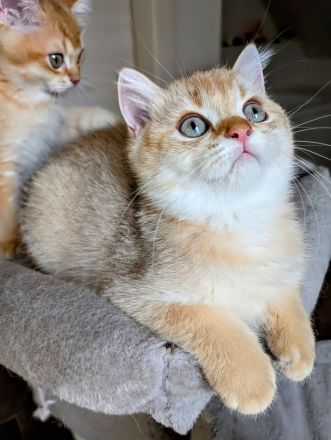 BKH Kitten gold und edel mit Stammbaum