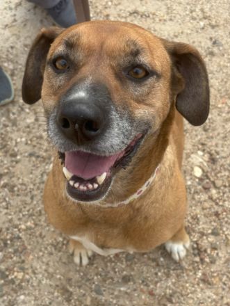 Lolla sucht eine Familie!