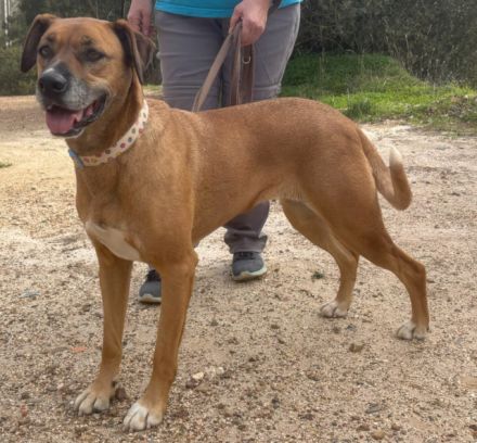 Lolla sucht eine Familie!