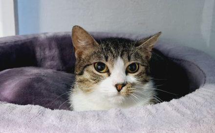 Sanfte Seele Sitara sucht ihr Für-Immer-Zuhause!