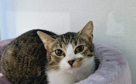 Sanfte Seele Sitara sucht ihr Für-Immer-Zuhause!