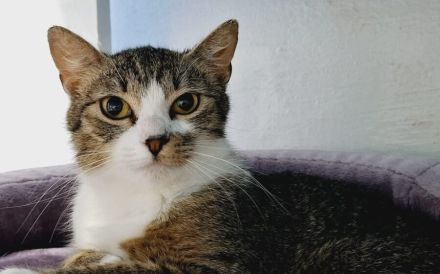 Sanfte Seele Sitara sucht ihr Für-Immer-Zuhause!