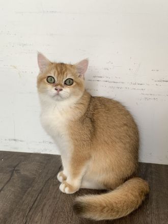 Bkh Kitten mit Stammbaum